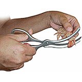 Stainless Steel, Shrimp Peeler / Scissors